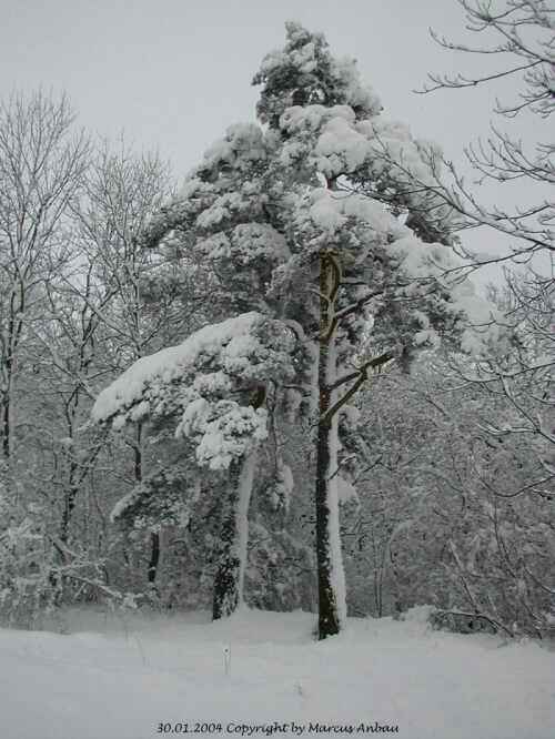 Januar-2004-Bild 11