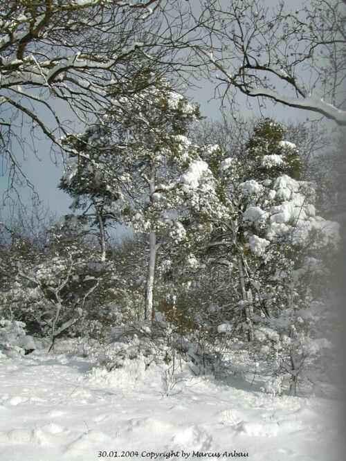 Januar-2004-Bild 19