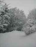 zum Wald Bild 3